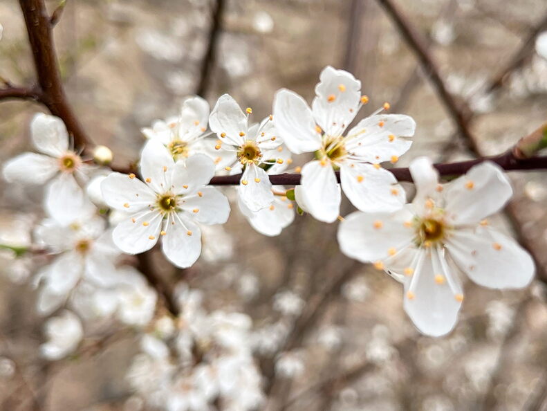 23-03-17 12-16-06 4904